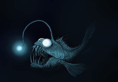 10 Facts about Anglerfish - Fact File