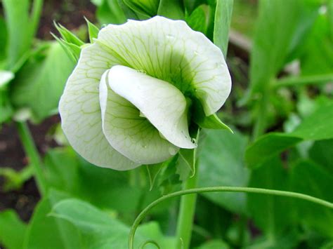 Garden Pea Flower Photograph by Joyce Woodhouse