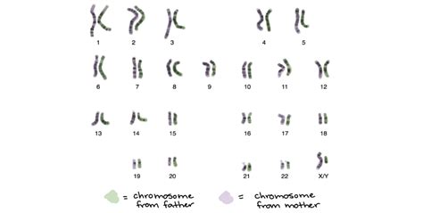 Reading: DNA and Chromosomes | Biology (Early Release)