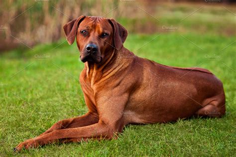 Adorable Rhodesian Ridgeback | High-Quality Animal Stock Photos ~ Creative Market