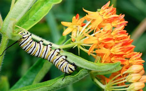 How Monarch Butterflies Evolved to Eat a Poisonous Plant | Scientific ...