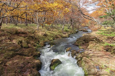 Fall colors of Nikko Japan Photograph by Kiran Joshi - Pixels