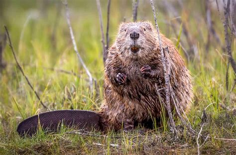 Where do Beavers live? Interesting facts about Beaver habitat & size