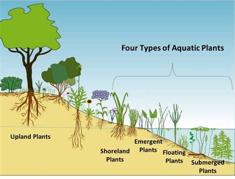 the four types of aquatic plants are shown in this diagram, and each is labeled with their own name