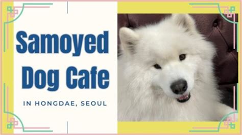 【Things to Do in Seoul】Adorable Fluffiness! Enjoy Relaxing Moments at ...