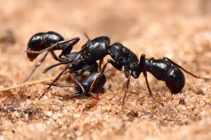 Ants - Pictures, Diet, Breeding, Life Cycle, Facts, Habitat, Behavior | Animals Adda