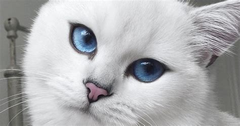 Cat With Blue Eyes And Natural Winged Eyeliner Takes Flawless Selfies ...