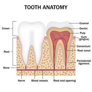 Do teeth have nerves? | News | Dentagama