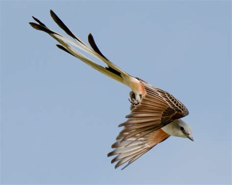 Bird of the Week: Scissor-tailed Flycatcher – Travis Audubon