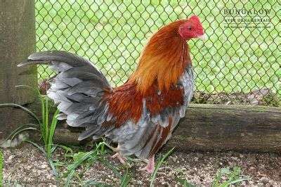 What Is A Banty Rooster?