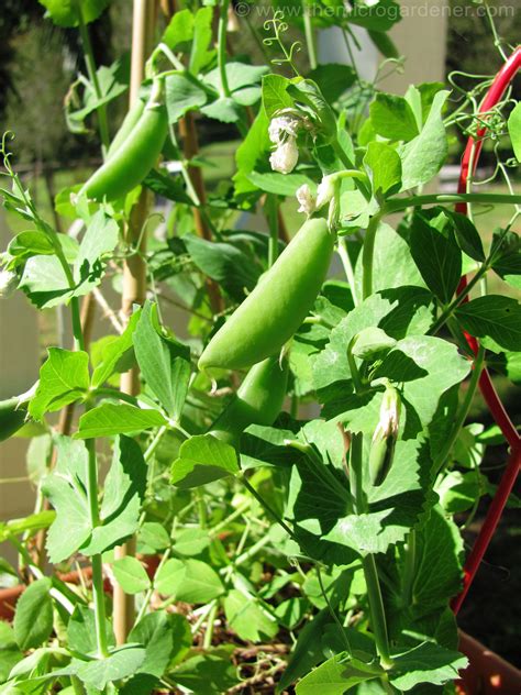 Snow Peas When To Harvest - Taka Vegetable