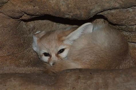 Where does the fennec fox live? (Fennec fox habitat) | ExoPetGuides