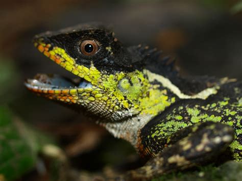 Acanthosaura lepidogaster » Amphibian Care