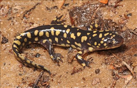 Eastern Tiger Salamander (Ambystoma tigrinum tigrinum) | Flickr