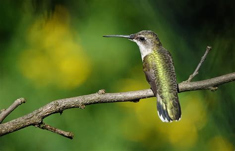 Ruby-throated hummingbird | Smithsonian's National Zoo