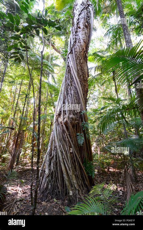 Umbrella Tree (Schefflera actinophylla) beside the Rainforest Boardwalk, Cairns Botanic Gardens ...