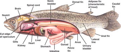 osteichthyes.html 34_16TroutAnatomy_L.jpg