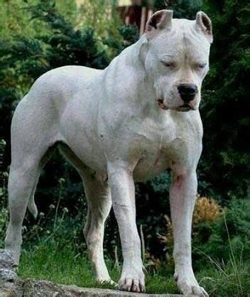 Dogo Arjantin | Huge dogs, Dogo argentino dog, Dog argentino