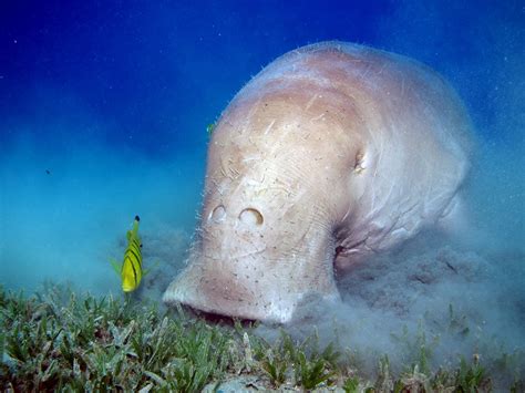 The Top Destinations for Swimming & Diving with Dugongs