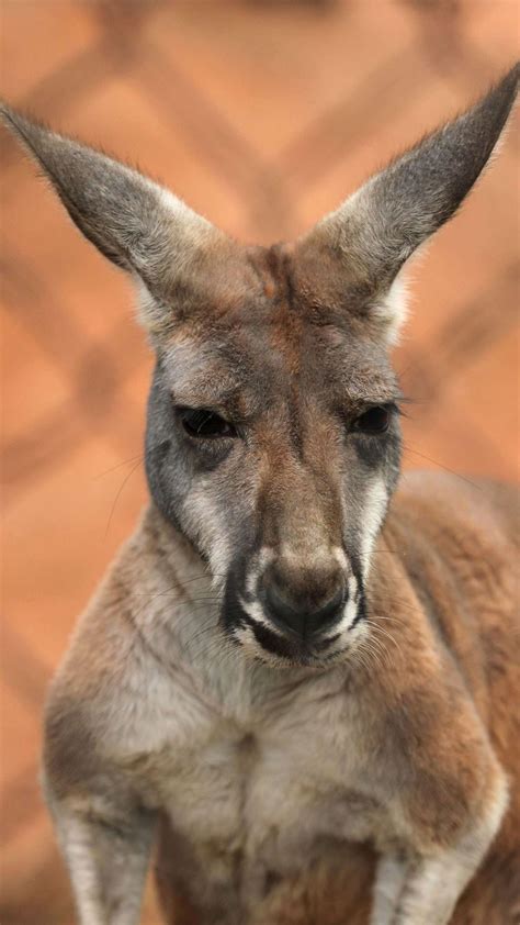 Red Kangaroo Habitat, Diet & Reproduction - Reptile Park