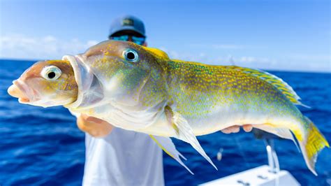 The HUNGRIEST Deep Sea Fish... Catch Clean Cook (Golden Tilefish ...