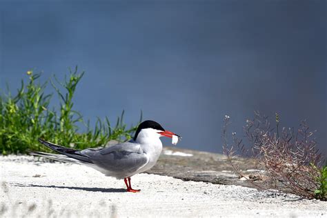 Common Tern Bird - Free photo on Pixabay - Pixabay