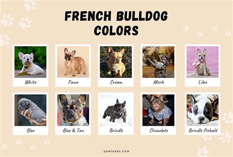 french bulldog color chart breeding - Large Ones Cyberzine Efecto