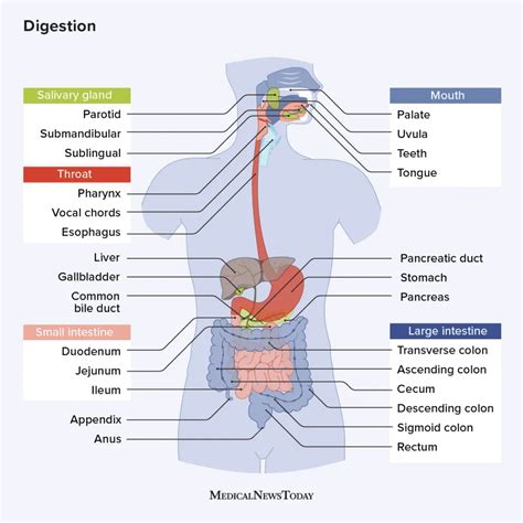 Digestion | TGH Urgent Care powered by Fast Track