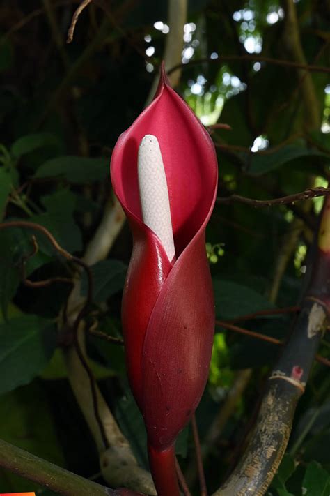 Beautiful red anthurium