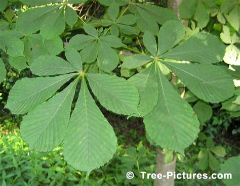 Chestnuts: Leaves of the Chestnut Tree Photo