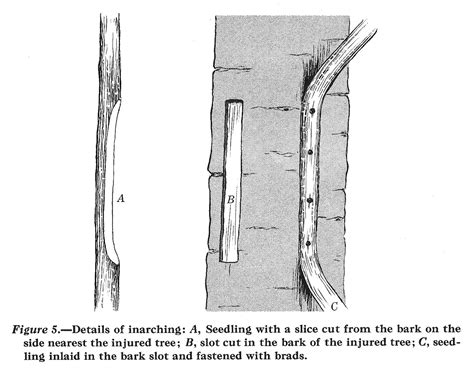 Bridge Grafting and Inarching Damaged Fruit Trees - Small Farmer's ...