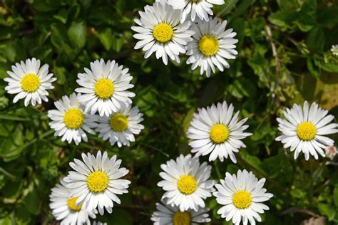 Daisy Flower Meaning and Symbolism | Florgeous