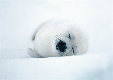 Baby harp seal - Jim Zuckerman photography & photo tours
