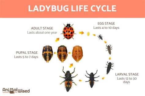 Lady Bug Life Cycle - How Long Do Lady Bugs Live?