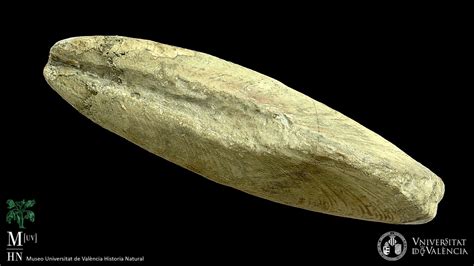 Fossil bivalve (Modiolus scalprum) - Download Free 3D model by Museo [UV] Historia Natural ...