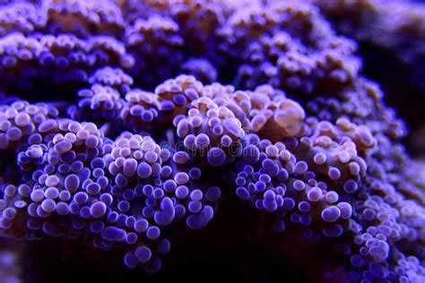 Euphyllia Divisa is a Genus of Large-polyped Stony Coral Stock Image ...