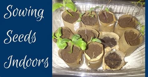 Go Green: Garden Project - Sowing Seeds Indoors