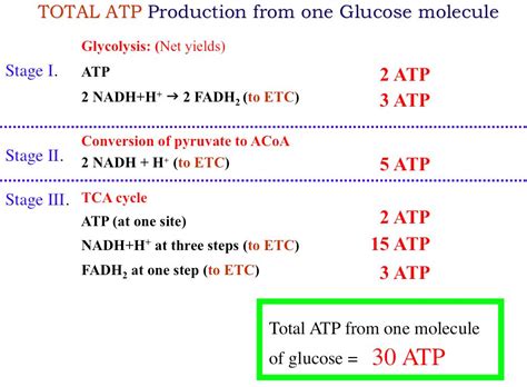 ATP Production of One Glucose