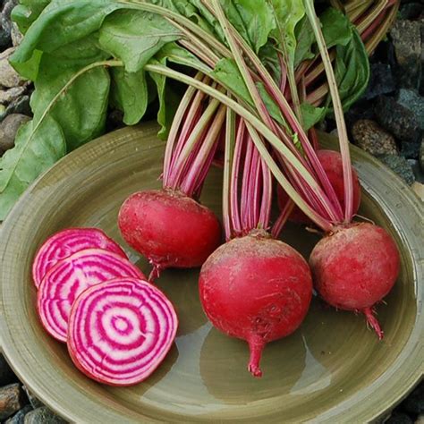 Beets - Chioggia - Haroldson Farms