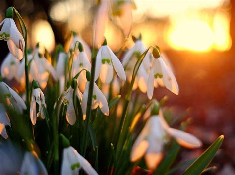 Snowdrops, flowers, HD wallpaper | Peakpx