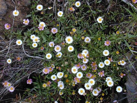 ERIGERON karvinskianus | emerisa gardens