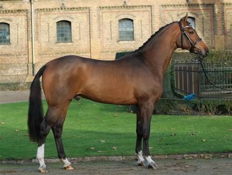 Westphalian Horse Breed Information, History, Videos, Pictures