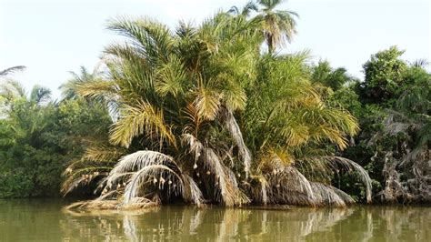 River Gambia National Park (Banjul) - 2018 Reviews: All You Need to Know Before You Go (with ...