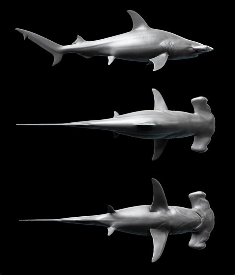 HammerHead Shark - Sphyrna mokarran by Kimsuyeong81 on DeviantArt