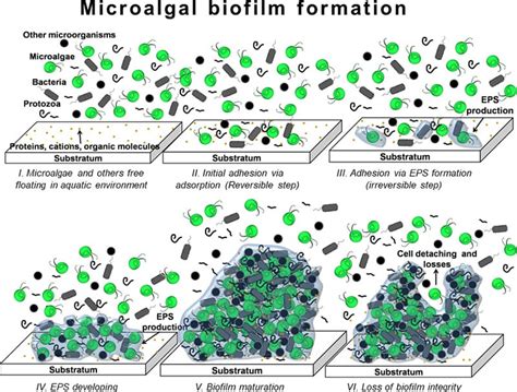 Microalgal biofilms: A further step over current microalgal cultivation techniques | UrbanClimo ...