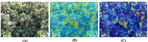 Comparison of visualization feature maps. (A) Original image. (B)... | Download Scientific Diagram