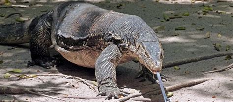 7 Foot Asian Water Monitor Lizard