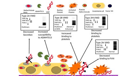 Von Willebrand Factor & Von Willebrand Disease | Di Paola Lab