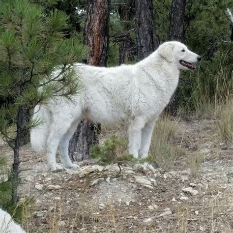 Kuvasz Dog Breed Information | Kuvasz, American kennel club, Dog breeds