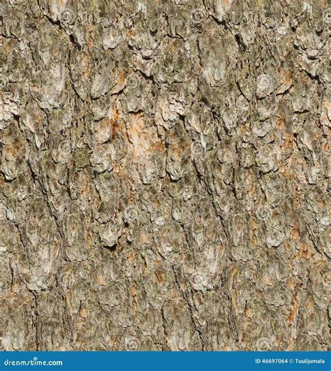 Pine bark texture stock photo. Image of forest, brown - 46697064